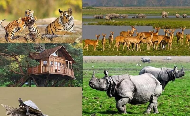 Kaziranga Safari